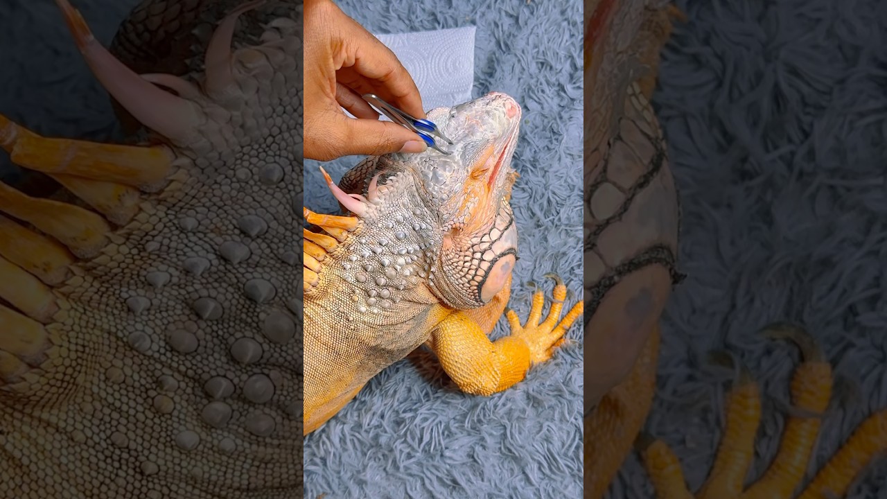 ( SO SATISFYING ) Peeling Iguana’s face shed in 4k 