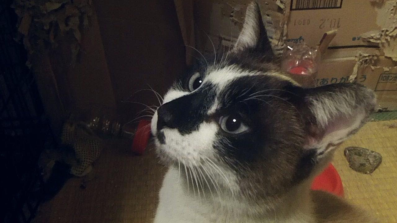 短毛ラグドールMIX保護猫 誰か飼ってー