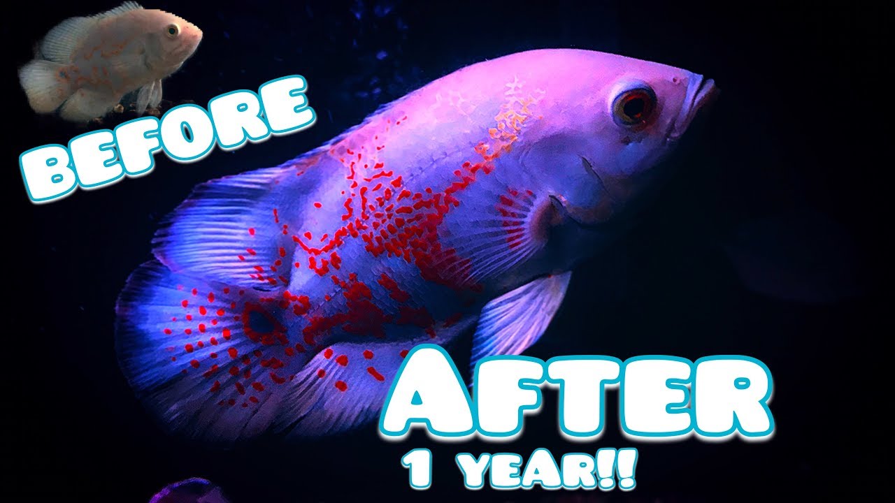 HOW BIG CAN AN OSCAR FISH GROW IN 1 YEAR Dee Fish HOW BIG CAN AN OSCAR FISH GROW IN 1 YEAR Dee Fish