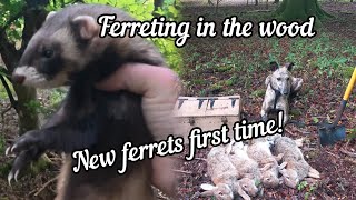 Ferreting The Wood, New Hobs First Time Out