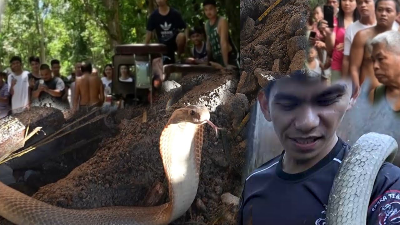 MABANGIS NA COBRA PINASOK ANG LOOB NG BAHAY