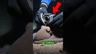 He Put a Camera on an Octopus 😳🐙