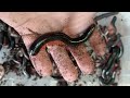 Čistění u mnohonožek červenonohých (Ephibolus pulchripes)