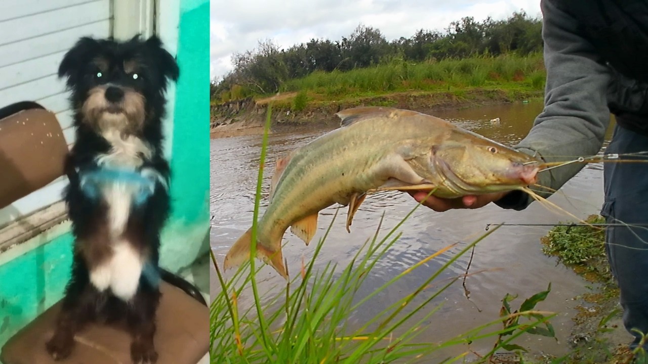 🔥🔥🔥INCREIBLE PESCA de MONCHOLOS GRANDES y DORADOS en LUGARES MARAVILLOSOS