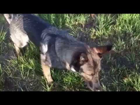 dog trainer in delhi RV Life | 6am dog play session | Solid K9 Training Dog Training