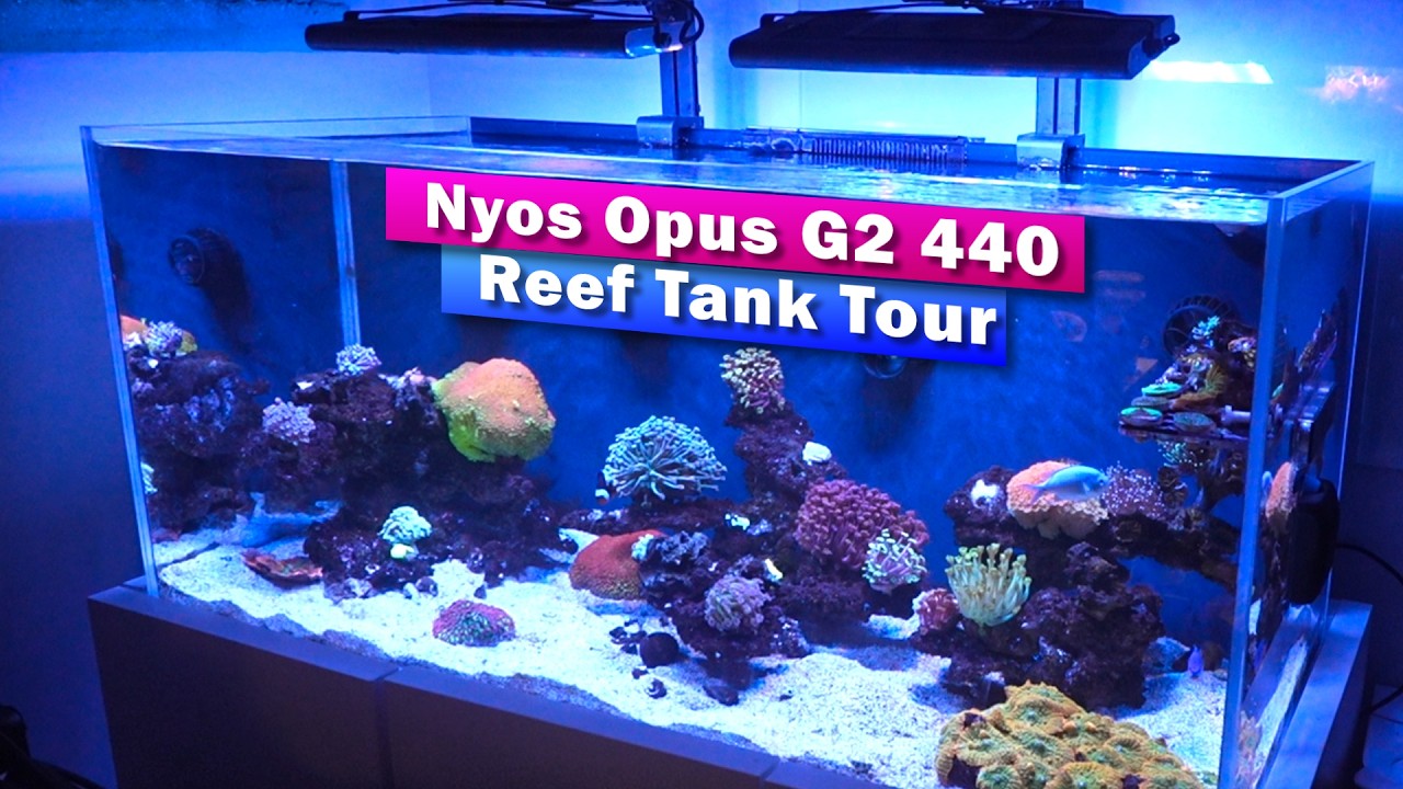 Nyos Opus 440 Reef Tank tour update