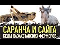 Саранча и сайга - беды казахстанских фермеров! Нашествие саранчи в Костанайской области!