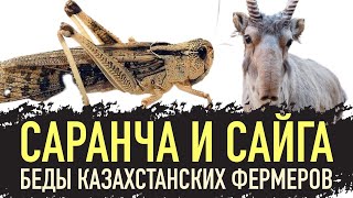 Саранча и сайга - беды казахстанских фермеров! Нашествие саранчи в Костанайской области!