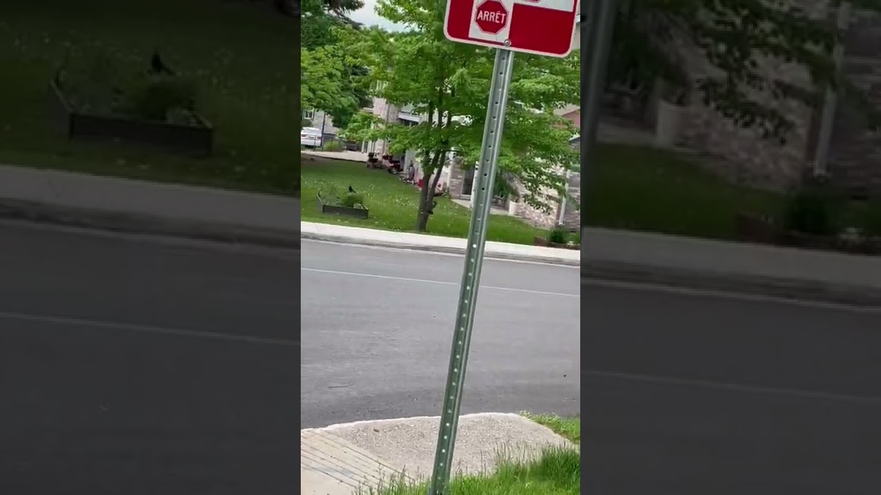 Pileated woodpecker flying away
