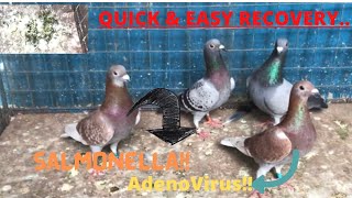 ADENOVIRUS COCCIDIOSIS SALMONELLA!!!
