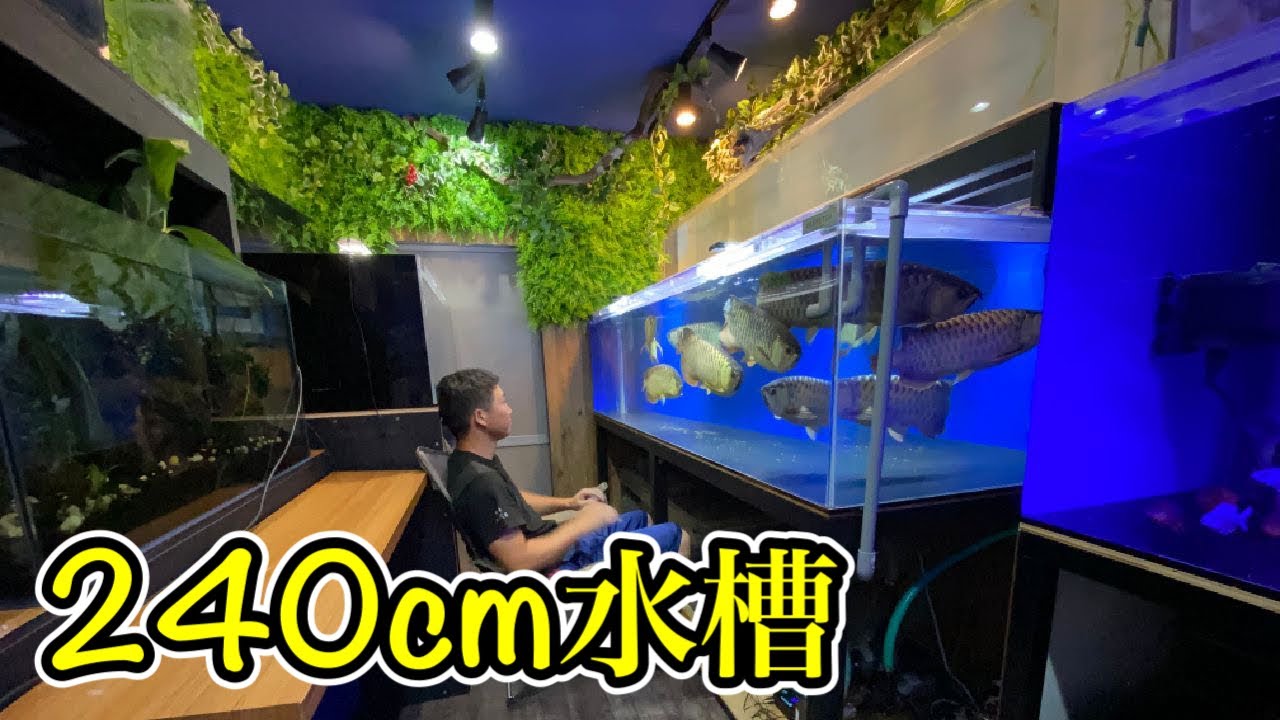 I'll show you every detail of my 240cm aquarium! The huge refugium