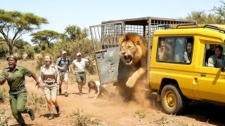 Incredible Safari Moments Caught on Camera