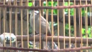 cm cafe sua_0322.flv