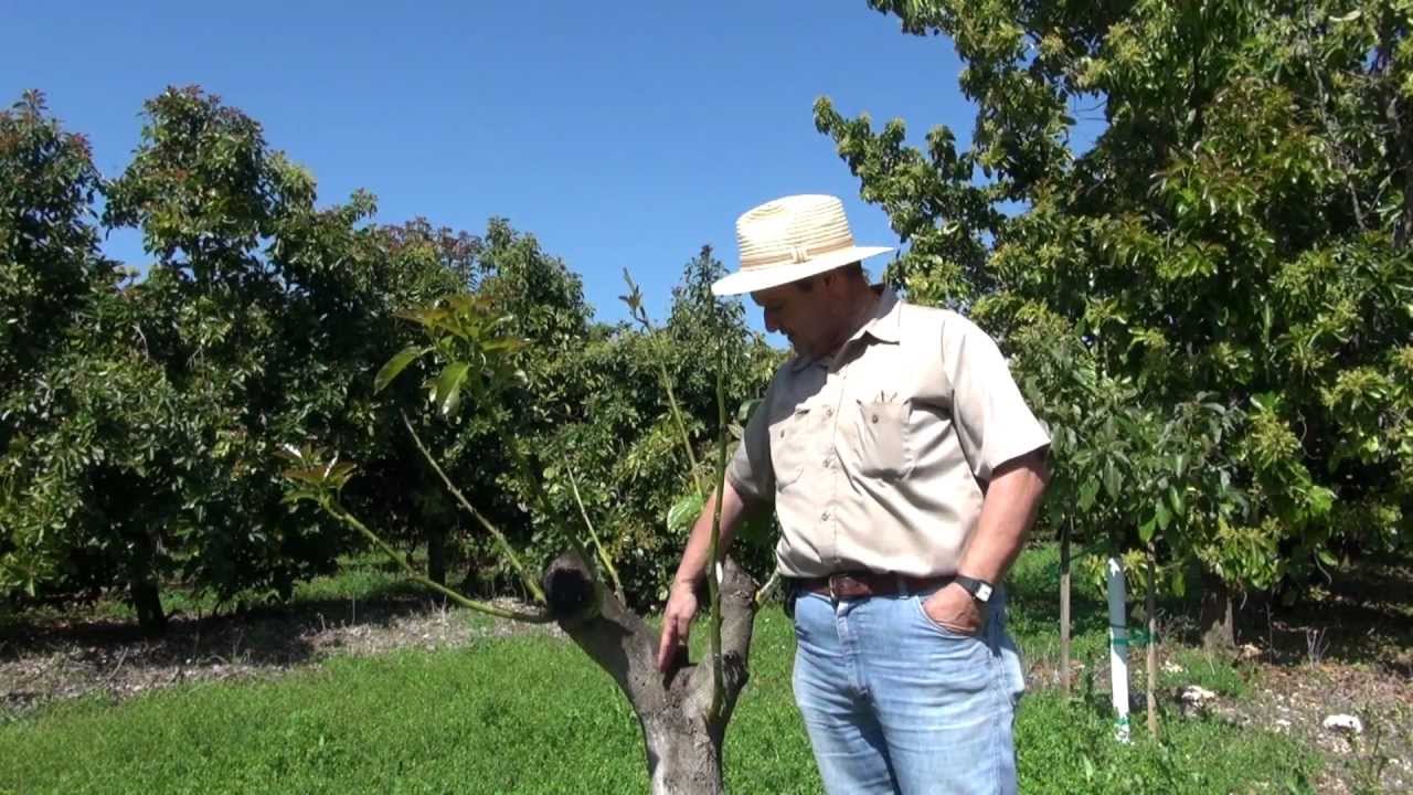 Mexicola Avocado Growing in Homestead Florida YouTube