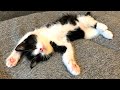 保護してまだ2日目の子猫の様子をご覧ください汗