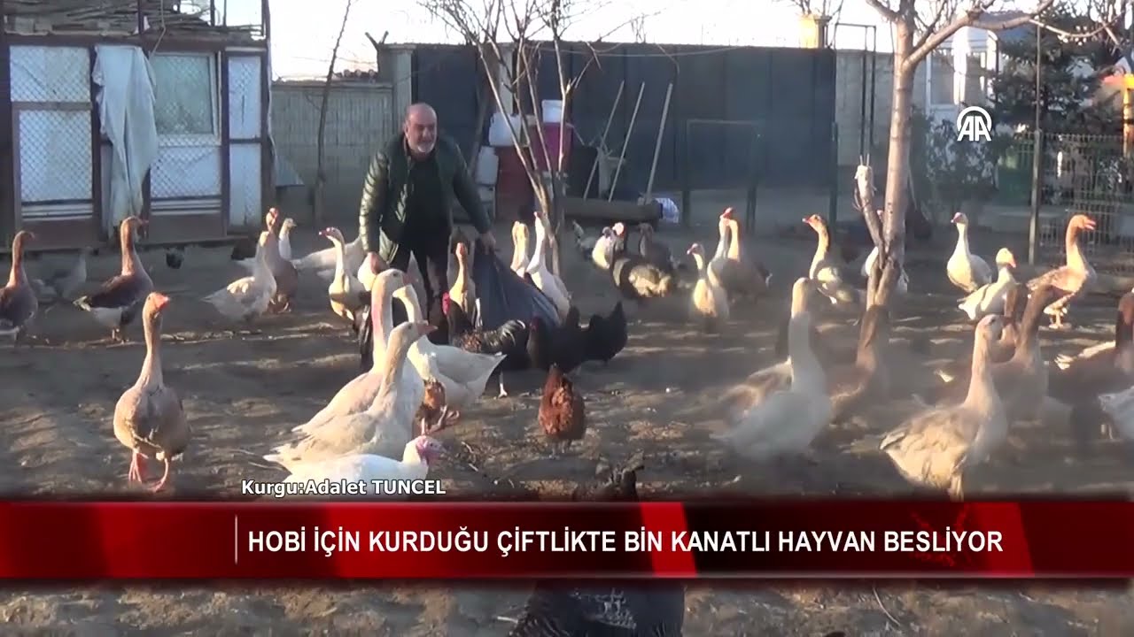 Hobi için kurduğu çiftlikte 1000 kanatlı hayvan besliyor