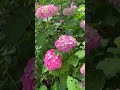 野菜を食べよう (sanpo) hydrangea(Toko Japan)