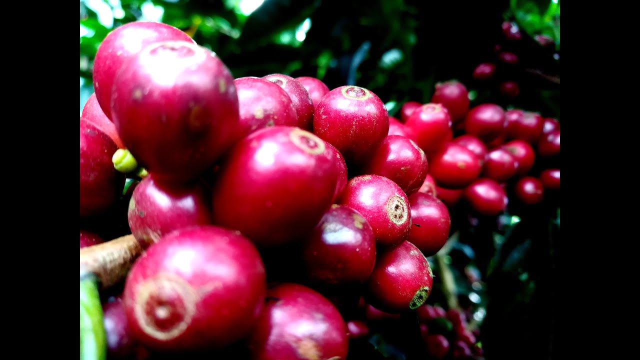 Los sorprendentes CAFETALES de TARRAZÚ