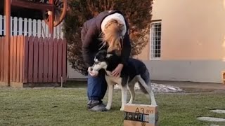 Weirdo Husky Has Totally Bizarre Reaction To Bubble Wrap