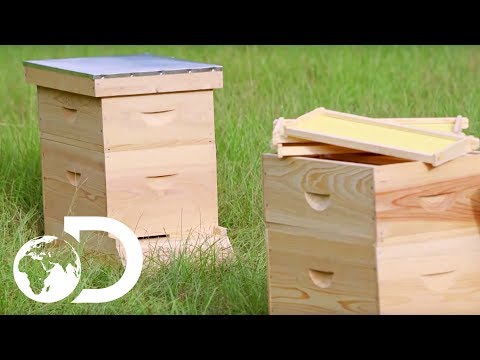 Videó: Hogyan készítsünk egy mézelő doboz (képekkel)