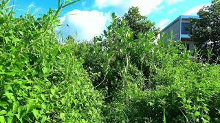 We discovered a forgotten community asset Behind the 2-Story House