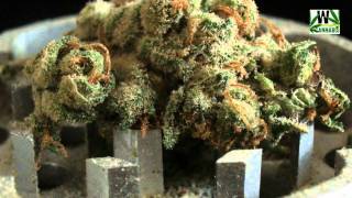 Some of the World`s finest Cannabis strains RELOADED