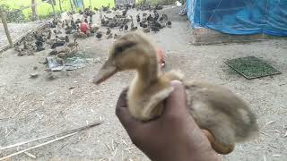 হসর বচচ পলন পদধত ২০২২ হস ও মরগর ঝমন রগর পরকতক চকৎস ও ঔষধ মন