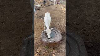 "Converted the ancient kolhu into a water tank. 💦