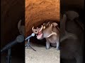 Who Roared Inside?! 😱🐗 #funnyanimals