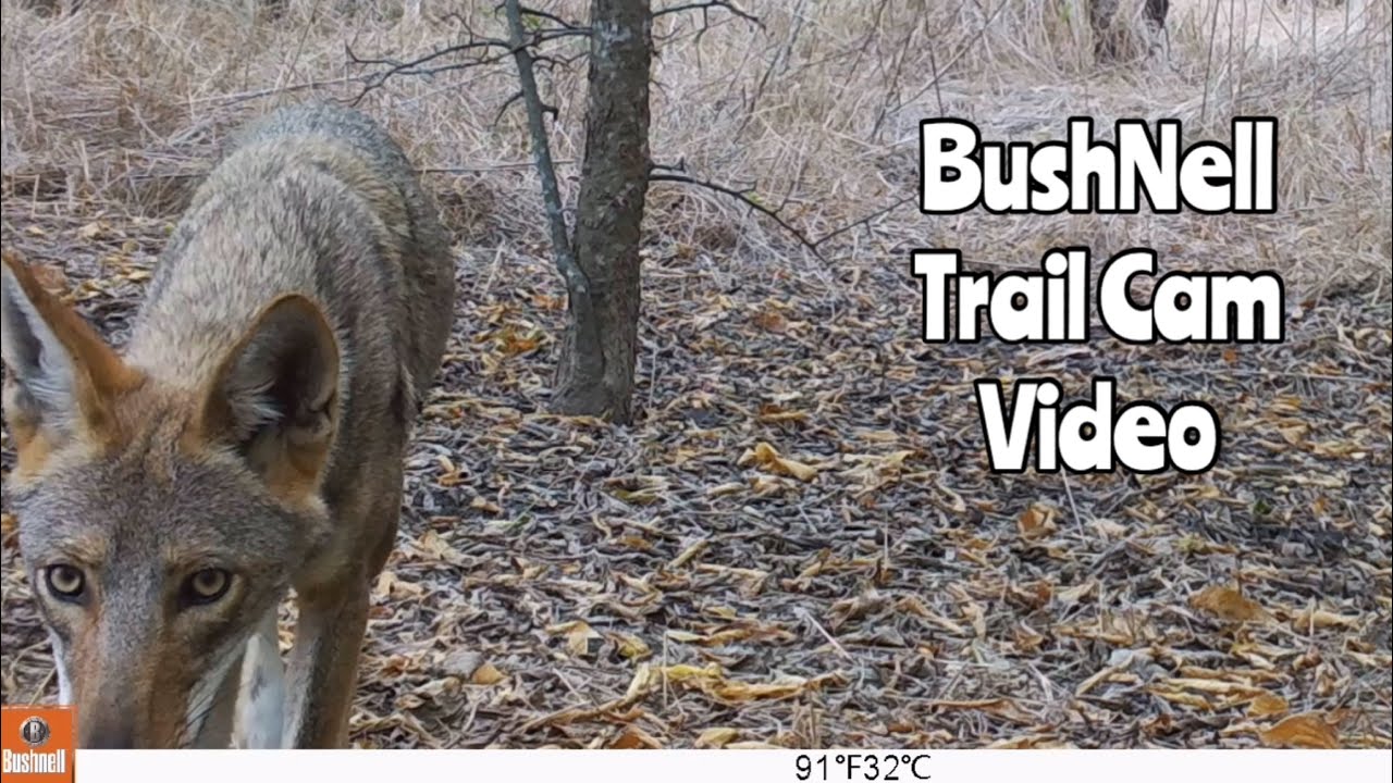 Bushnell Trail Camera Rebates