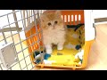 初めて家に来た生後50日の子猫が可愛すぎる【マンチカン】