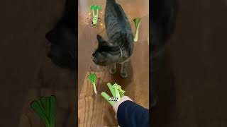 Does cats like celery?🥬 Net Worth