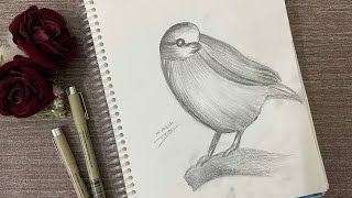 رسم الاسكتش ثالث ابتدائي