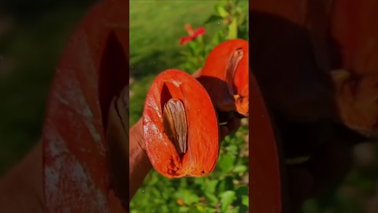 Farm fresh ninja fruit cutting | oddly satisfying fruit ninja 🍉#02 