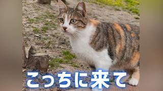 仲良くなった野良猫が子猫を連れてやってきた。さらに来て欲しそうに歩き出したのでついて行ってみると…【感動】