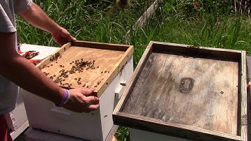 Detailed hive inspection on 2 hive in less than 10 mins.