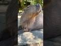 カピバラのくしゃみ プラスα… #カピバラ さん♪
