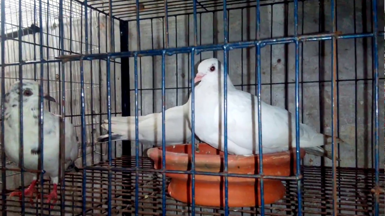 Local pet shop with pigeon and birds. YouTube