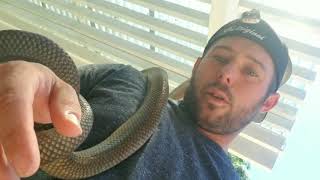 Breeding scrub pythons