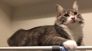 タオル化する猫 ノルウェージャンフォレストキャット Cat became towel. Norwegian Forest Cat.