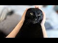 耳を触られると鳴いちゃう黒猫