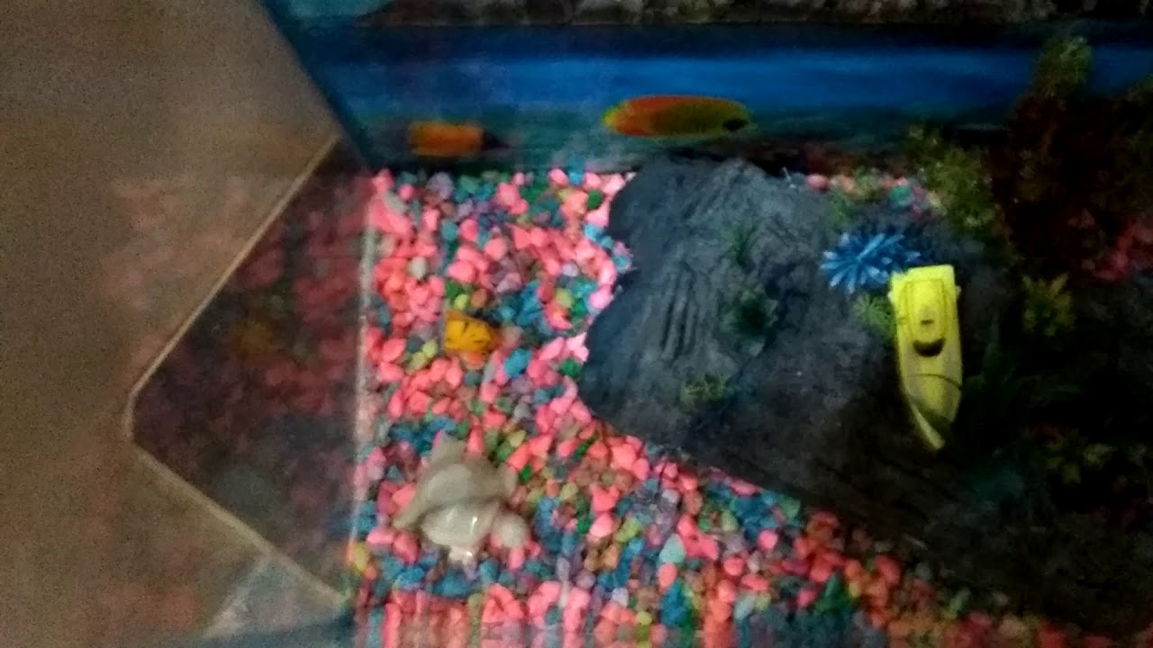 Aquarium after cleaning YouTube