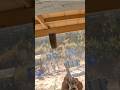Almost shot through the wrong window #gun #pewpew #cowboy #cowboyaction  #gunhistory