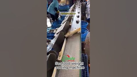 Dynamic weight sorting machine grading system for fish seafood food #food #foodprocessing #machine