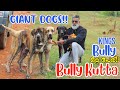 Top Bullykuttas In India|KingsBully