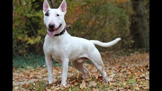 English Bull Terrier, Shelter Dog, Rome