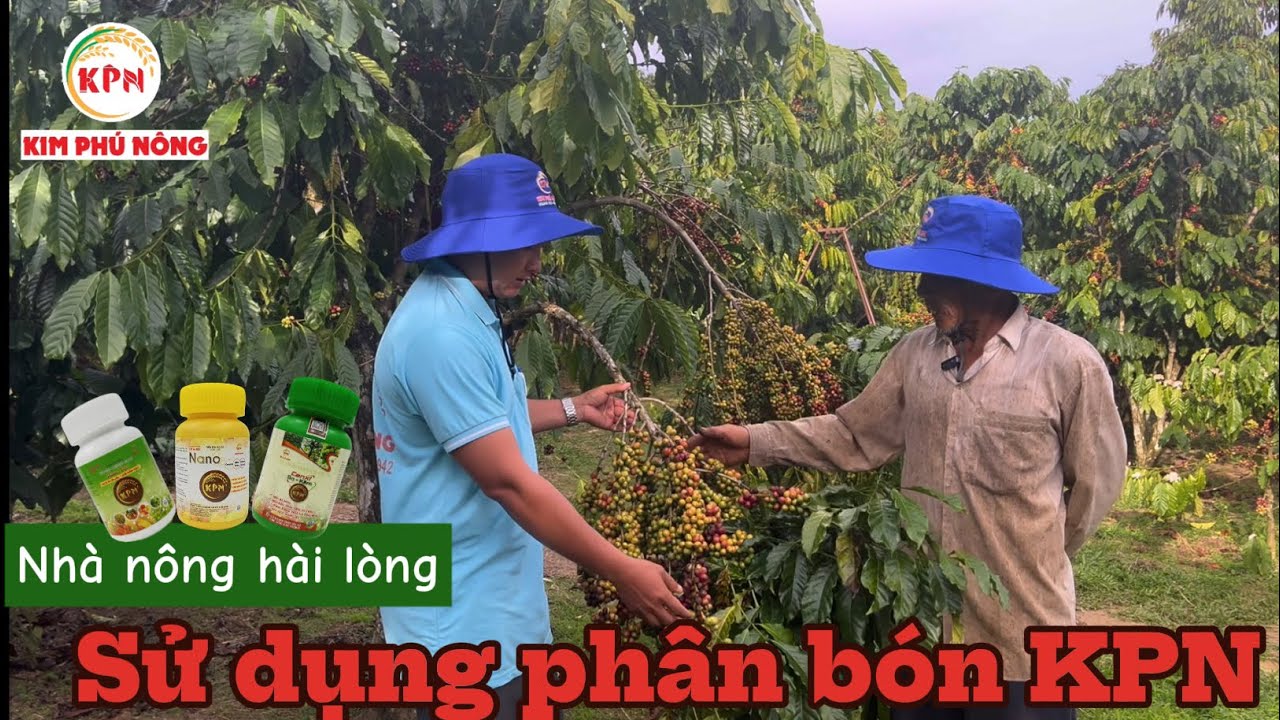 Phúc Thịnh 49: sử dụng sản phẩm Kim Phú Nông hiệu quả như thế nào trên cây cafe