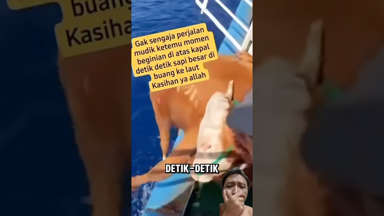 Sapi besar dibuang ke laut 🥲😥😭 