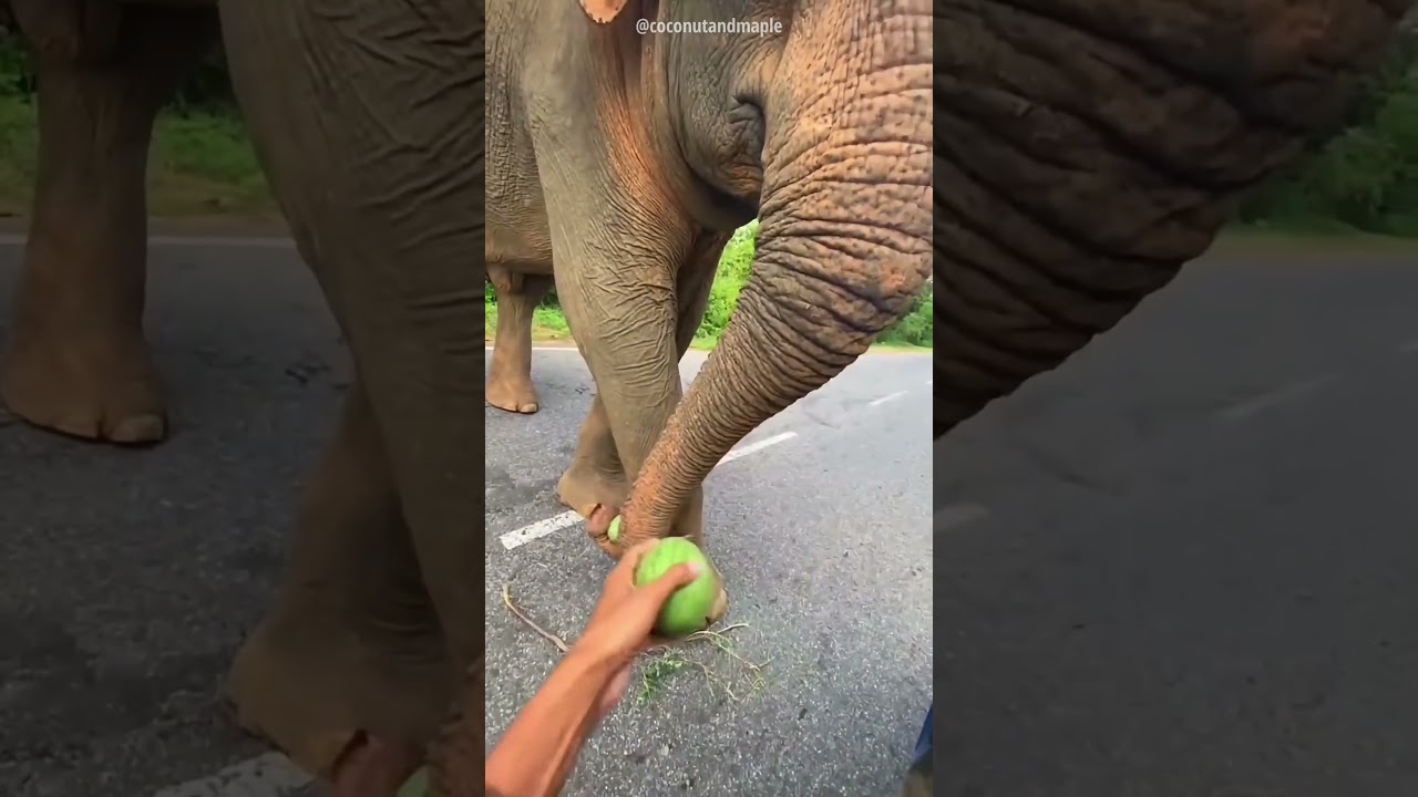 Naughty Elephant Had Cutest Plan
