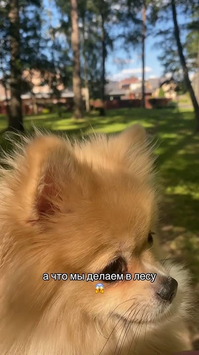 Шпица-транжиру уносят в лес #pomeranian #шпиц #померанскийшпиц # ...